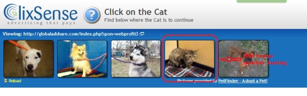 klik gambar kucing